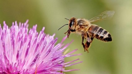 Une ''autoroute'' pour abeilles, le fantastique projet créé en Norvège pour protéger les butineuses