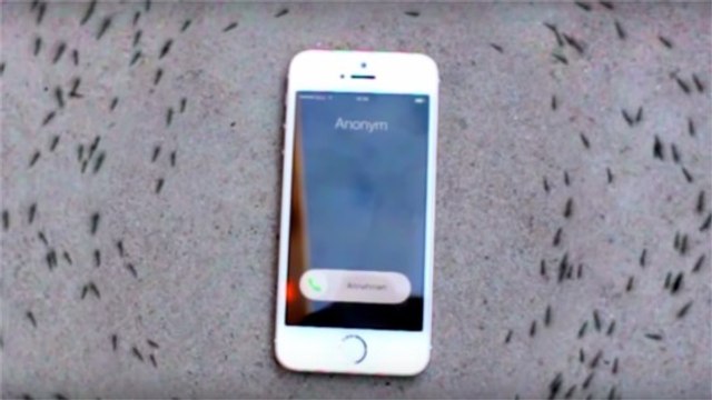 La vidéo des fourmis qui tournent autour d'un portable est-elle un fake ?
