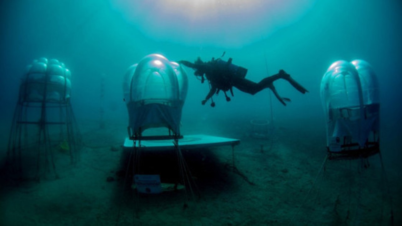Le Jardin de Némo, une ferme située à six mètres sous la surface de l'océan