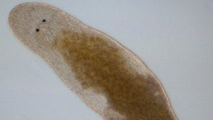 L’étrange méthode d'auto-fécondation d’un ver plat