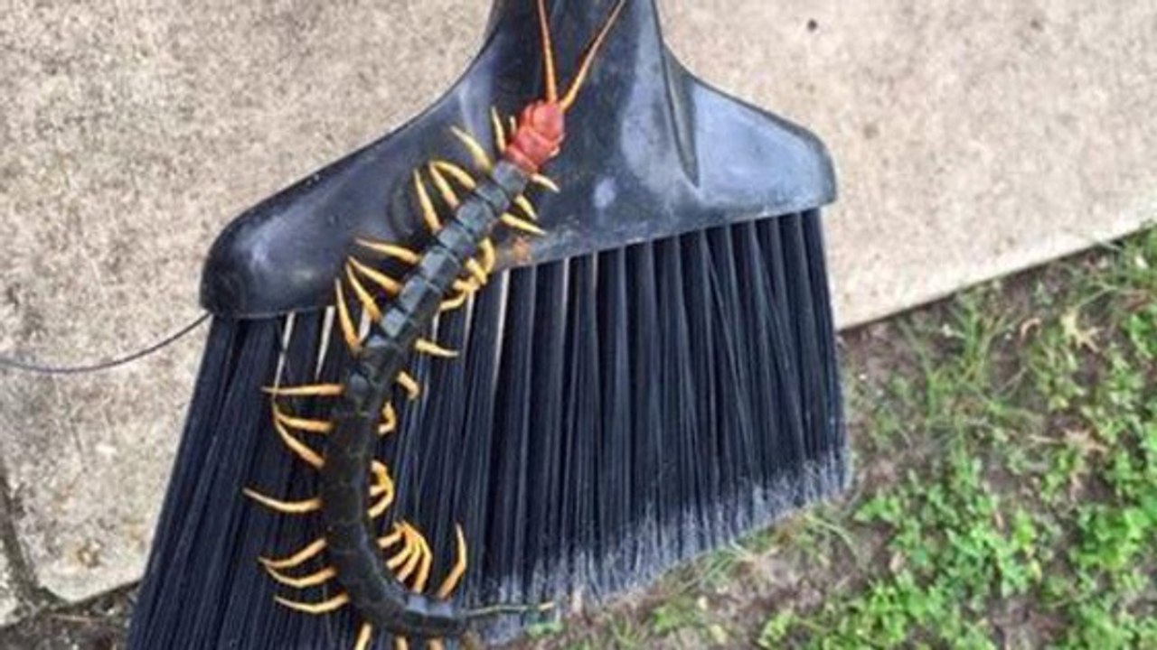 Une monstrueuse scolopendre photographiée au Texas terrorise Internet