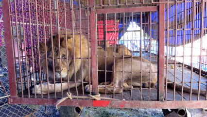 Des lions de cirques vont finalement rentrer chez eux après des années de calvaire