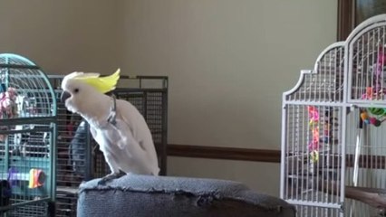 Quand un cacatoès entame une chorégraphie endiablée sur une chanson de Queen