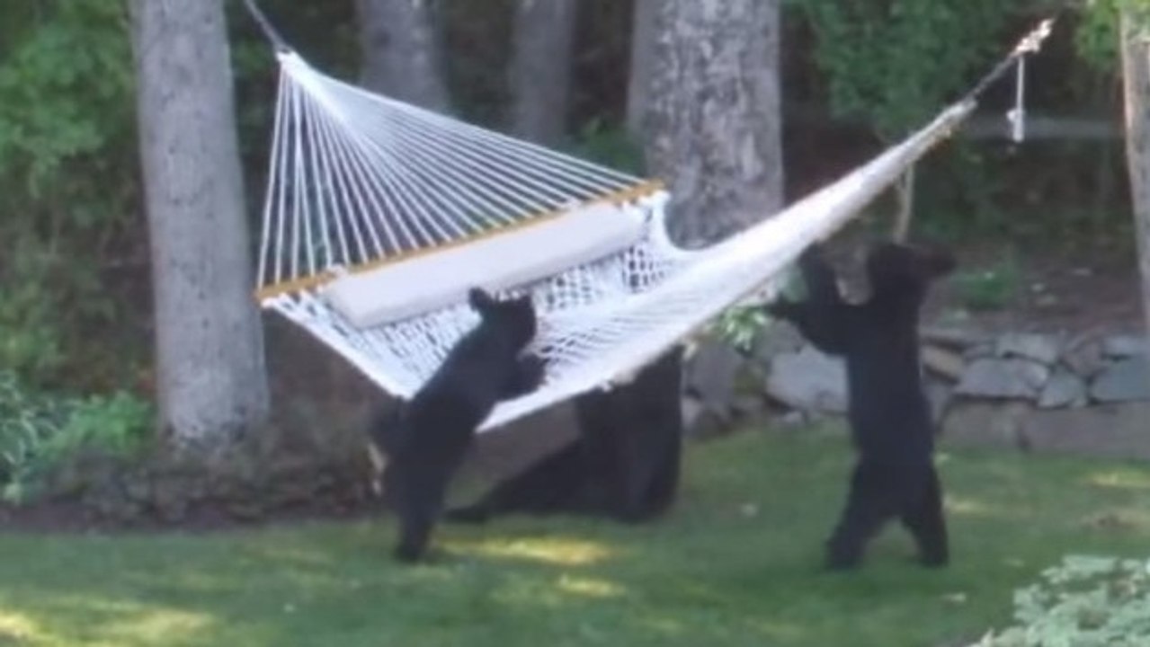 Quand une famille d’ours noirs s’accorde une petite pause dans un hamac