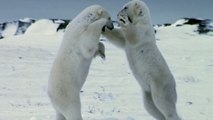 Un combat sans merci entre deux ours polaires