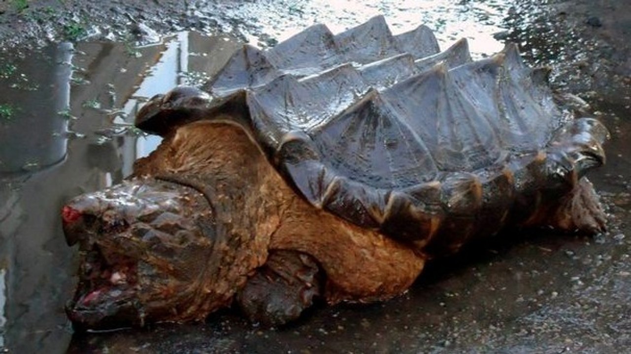 Une étrange "tortue dinosaure" retrouvée près d’un fleuve en Russie