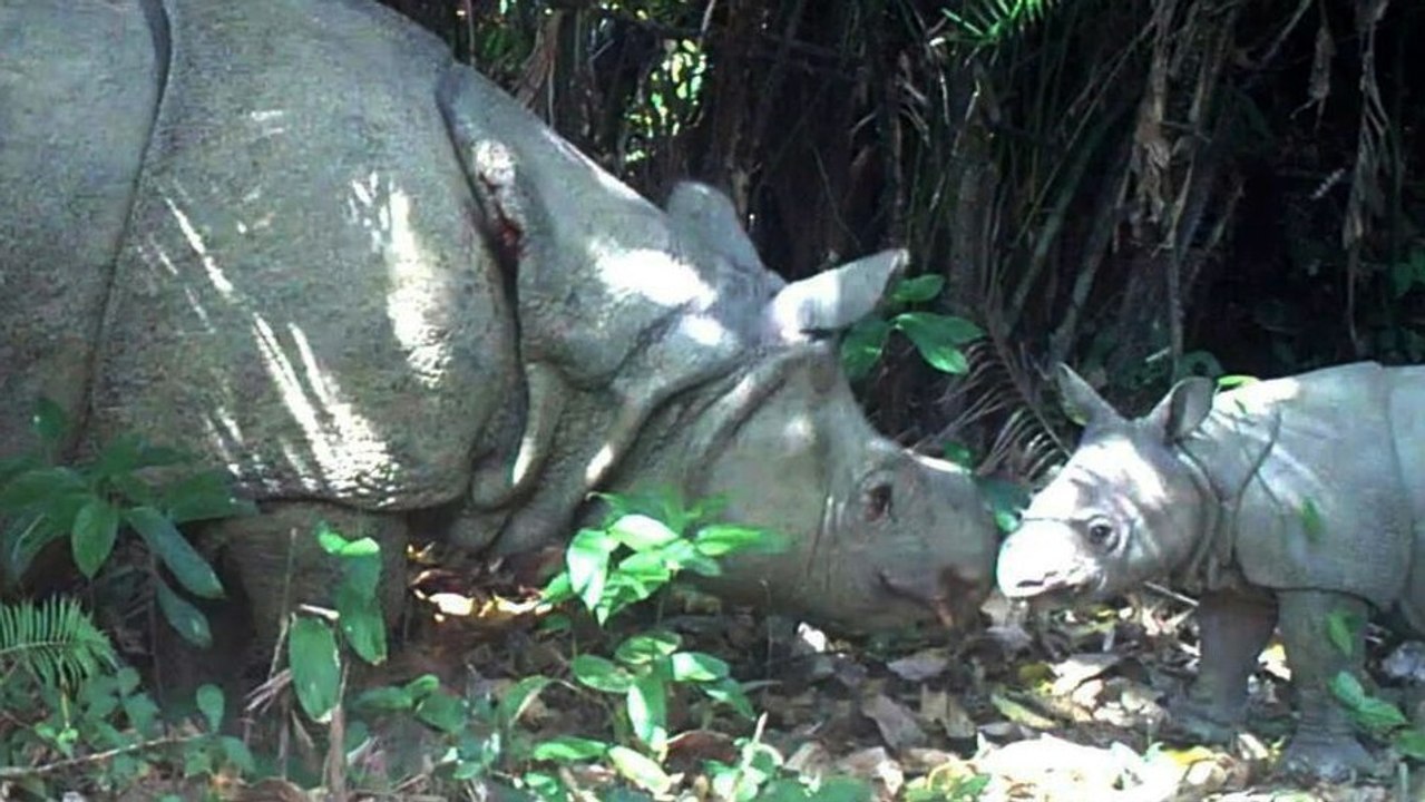 De nouvelles vidéos dévoilent trois bébés rhinocéros d’une espèce rarissime