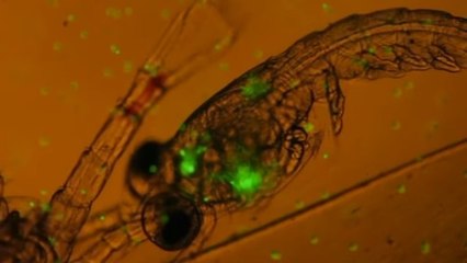 Une vidéo inquiétante montre pour la toute première fois que le plancton mange du plastique