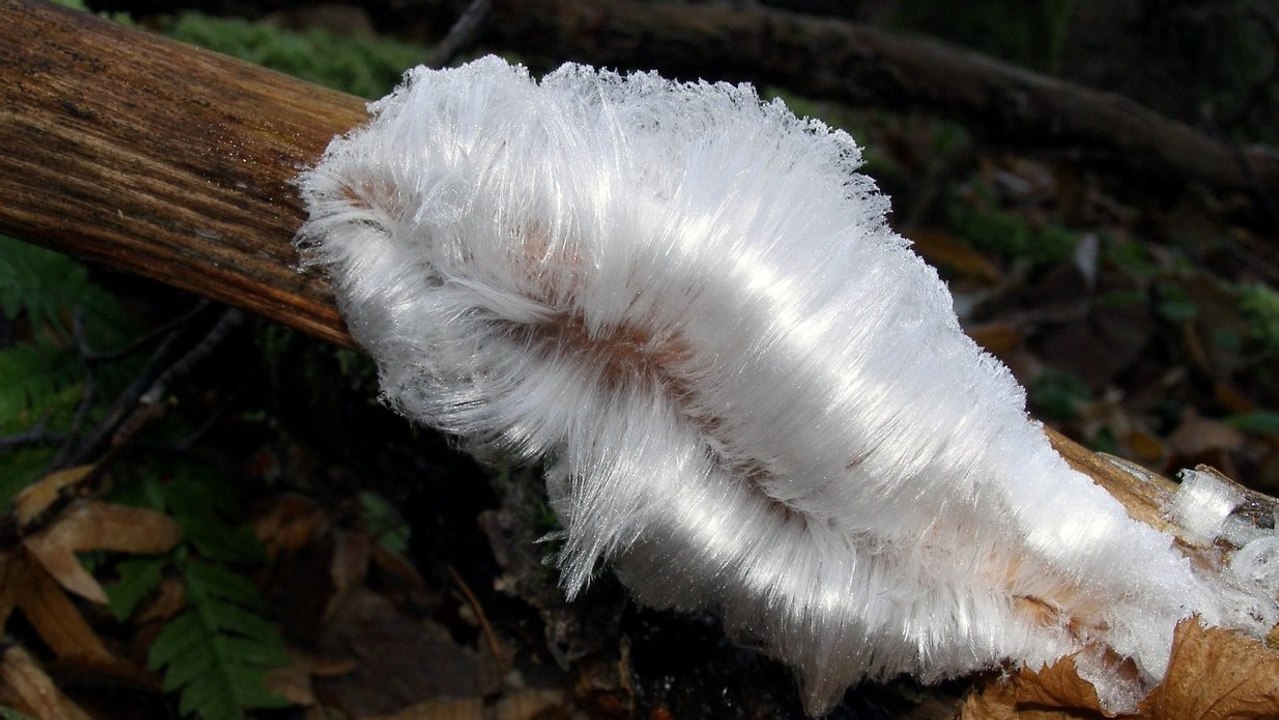 Le mystère des cheveux de glace enfin élucidé 100 ans après
