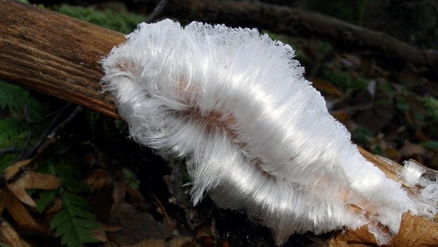 Le mystère des cheveux de glace enfin élucidé 100 ans après