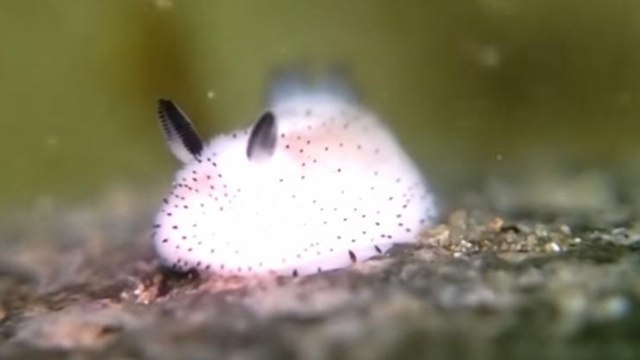Jorunna parva, l'étonnante limace des mers qui ressemble à un lapin sous-marin