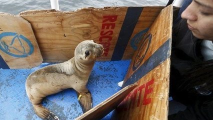 De jeunes lions de mer retrouvent leur liberté au large du Pérou