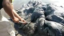 Ein komisches Meeresgeschöpf wurde an einem Strand in Mexiko entdeckt