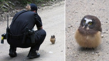 Quand la police américaine tombe nez-à-nez avec un bébé chouette