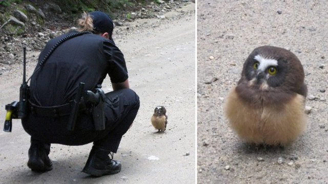 Quand la police américaine tombe nez-à-nez avec un bébé chouette