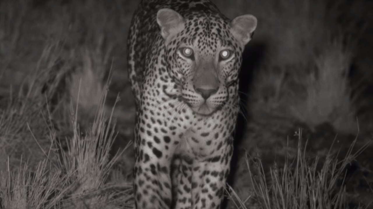 Suivez la vie nocturne d'un léopard filmé avec une caméra infrarouge