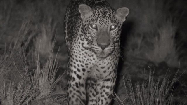 Suivez la vie nocturne d'un léopard filmé avec une caméra infrarouge