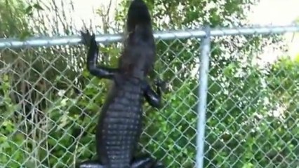 Un alligator surpris escaladant une clôture en Floride
