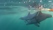 Un dauphin filmé tentant de sauver son petit piégé par une ligne de pêche