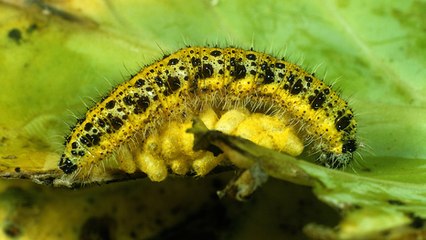 L'effrayante vie d'une chenille infectée par une guêpe parasite