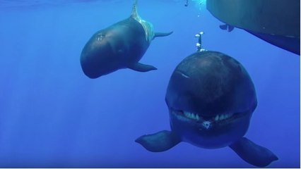 D'étonnantes pseudorques filmées de près dans leur habitat naturel