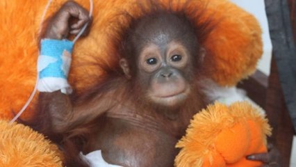 Le fantastique combat mené pour sauver Udin, un orang-outan qui avait perdu l'envie de vivre