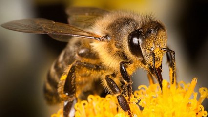 Comment les abeilles vaccinent naturellement leurs petits ? Un mystère enfin percé