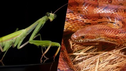 Mante religieuse vs serpent, un duel étonnant filmé en pleine nature