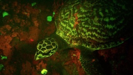 Une tortue fluorescente observée pour la première fois dans l'océan