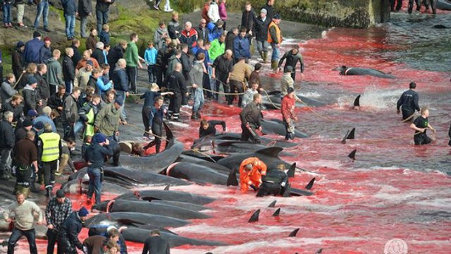Iles Féroé : le massacre de plus de 250 dauphins dénoncé par Sea Shepherd