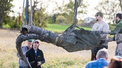 Un squelette de mammouth presque complet retrouvé dans... le champ d'un fermier américain