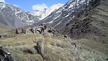 De jeunes léopards des neiges filmés dans les montagnes du Kirghizstan