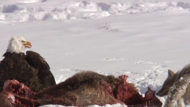 Quand un coyote vient voler le repas de pygargues à tête blanche