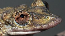 Une grenouille venimeuse qui se défend grâce à de redoutables épines