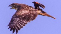 L'histoire cachée derrière l'oiseau photographié volant sur le dos d'une buse