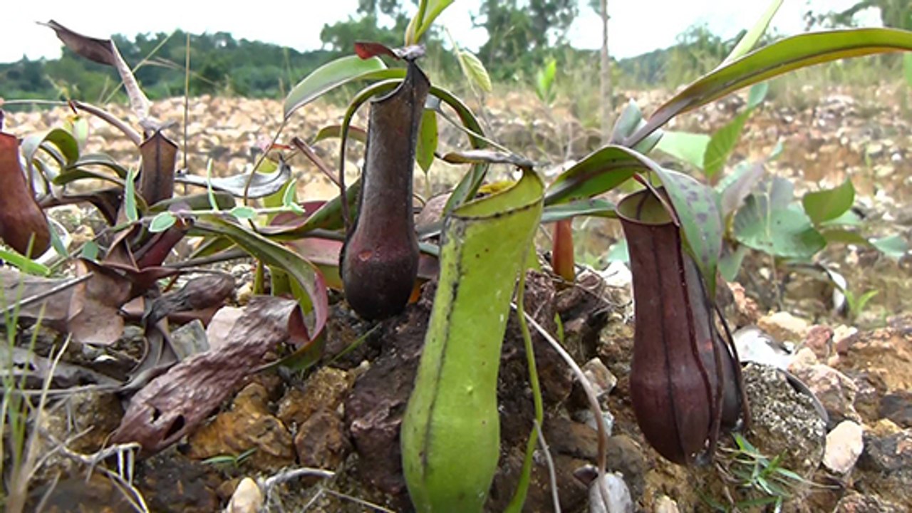 Cette plante carnivore se sert de la pluie pour piéger ses proies