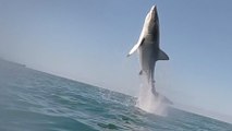 L'incroyable bond d'un requin hors de l'eau capturé par une caméra