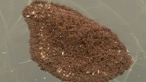 Un étonnant radeau de fourmis de feu filmé en Caroline du Sud