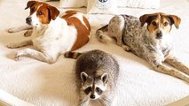 Pumpkin The Raccoon : la drôle d'histoire du raton laveur qui se prend pour un chien