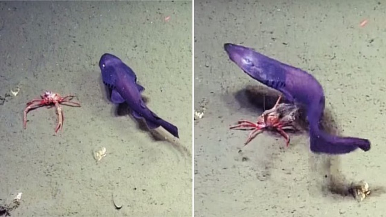 Quand un petit requin trop curieux se fait "brutaliser" par un crabe