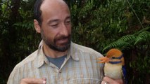 Après 20 ans de recherches, un scientifique découvre un oiseau 