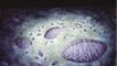 L'étonnante "vie sexuelle" de Fractofusus, l'un des plus anciens organismes vivants