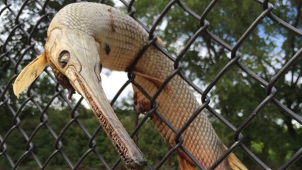 Le lépisosté osseux, une étrange créature retrouvée coincée dans un grillage