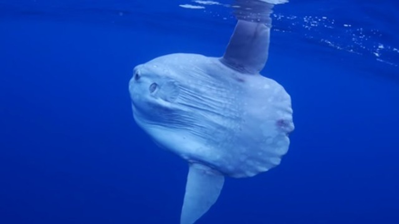 Le poisson-lune, l'une des créatures marines le...