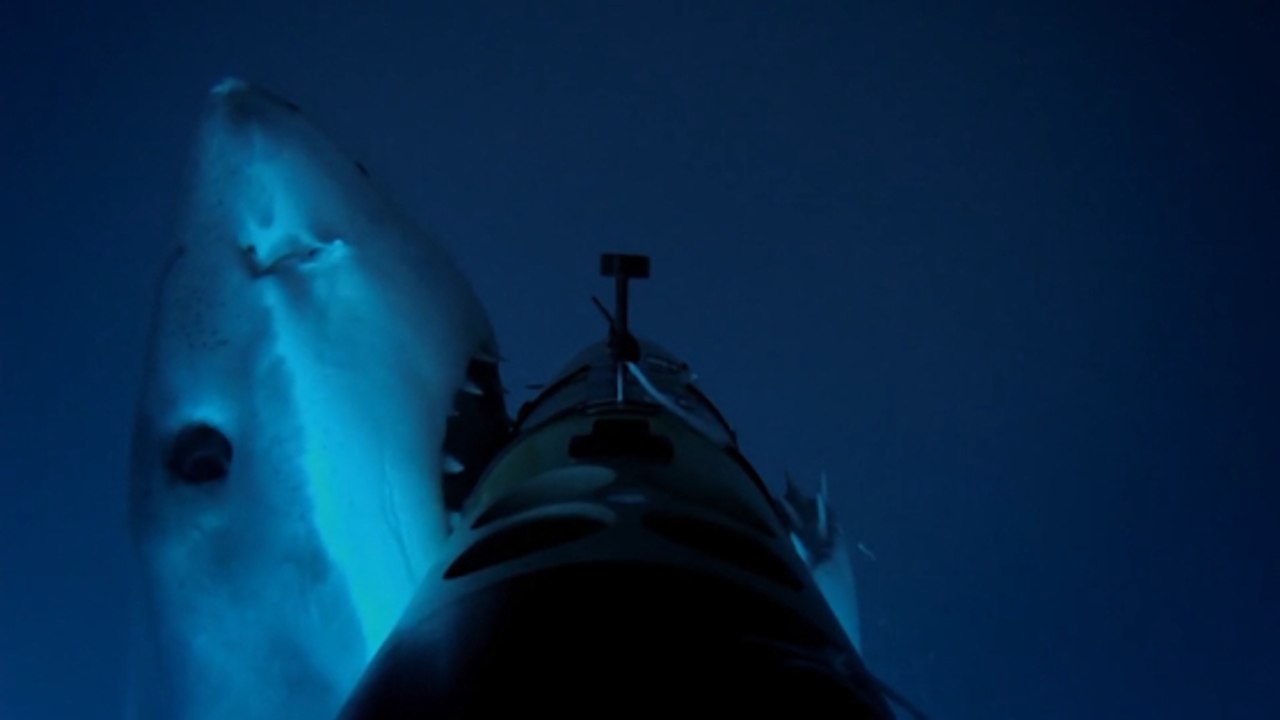 Shark Attack : partez à la rencontre des requins blancs et de Deep Blue, l'un des plus grands jamais observés