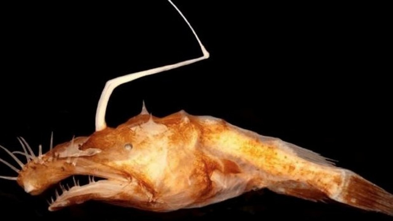 Une nouvelle baudroie des abysses découverte dans le Golfe du Mexique