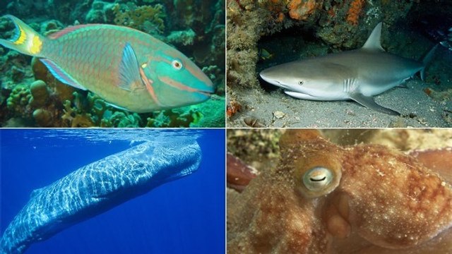 Comment les poissons et autres animaux marins dorment-ils ?