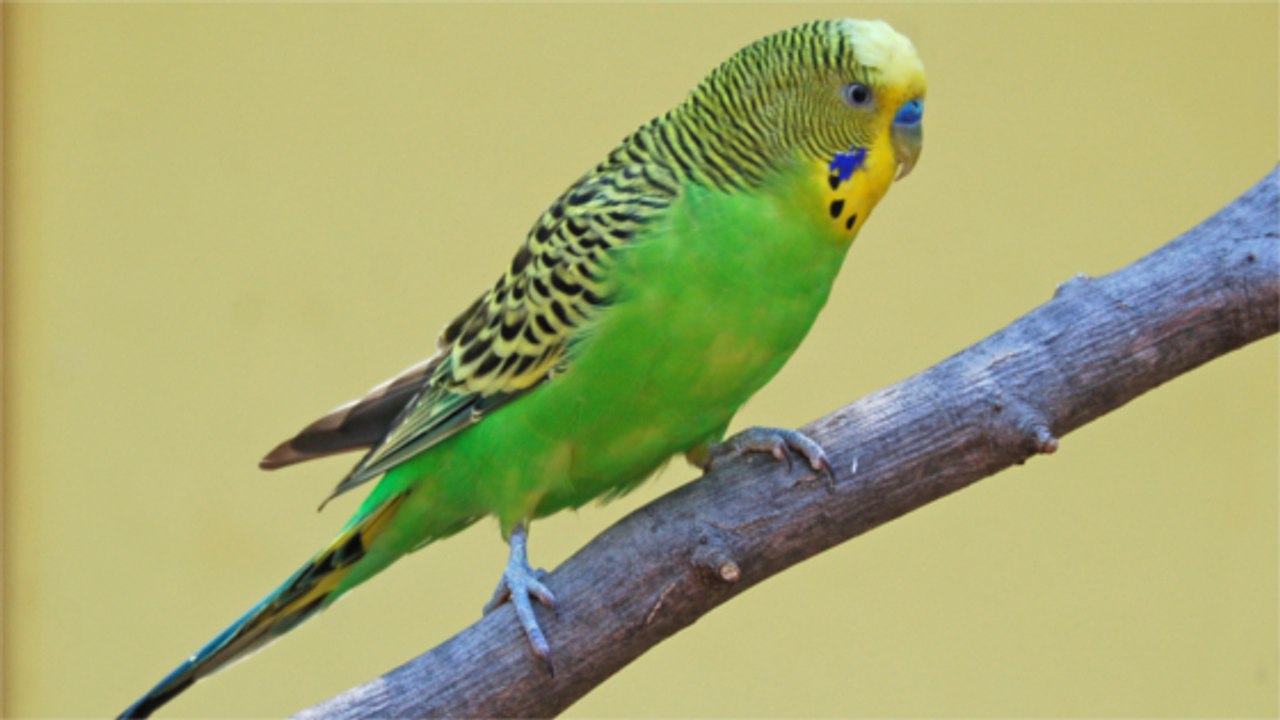 Un petit oiseau passe le meilleur moment de sa vie en faisant des glissades