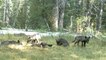 Une meute de loups observée en Californie pour la première fois depuis près d’un siècle
