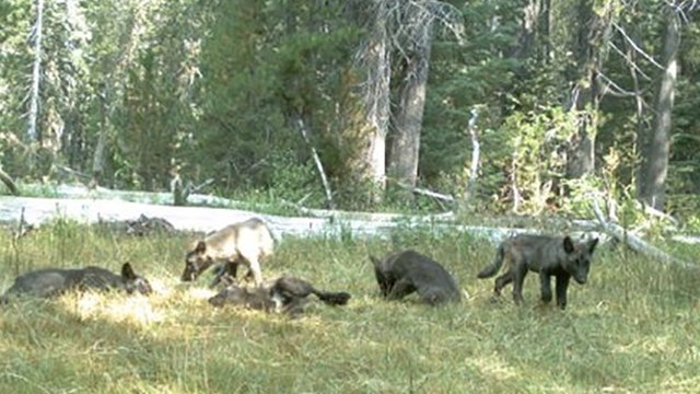 Une meute de loups observée en Californie pour la première fois depuis près d’un siècle